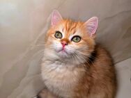 Bkh Kitten Abgabebereit! - Braunschweig