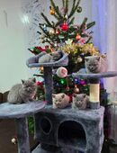 Reinrassige BKH Kitten Katzen Mädchen und Jungs in 59063