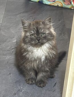 Süßes Kitten sucht liebevolles Zuhause - Königswinter