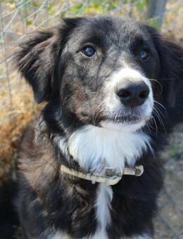 NEFELI - sanfte, freundliche Hundedame - Aerzen