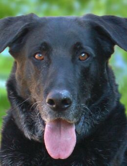 Baldur - Labrador-Schäfer-Mix - 8 Jahre - Tierhilfe Franken e.V. - Lauf (Pegnitz) Zentrum