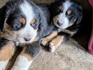 Berner Sennenhund Welpen - Seehausen (Altmark, Hansestadt)