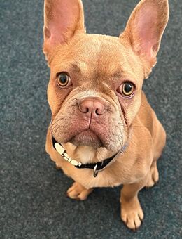 Französische Bulldogge sucht ein neues Zuhause - Wildeshausen