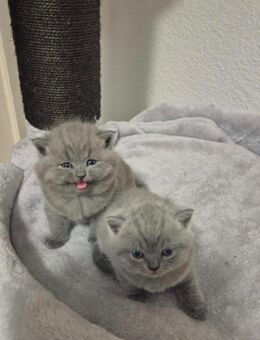 Britisch kurzhaar kitten zu verkaufen, mit 12 Wochen abgabebereit - Salzgitter