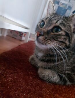 Maincoon-russischblau Mix Katze, 2 Jahre - Preetz (Schleswig-Holstein)