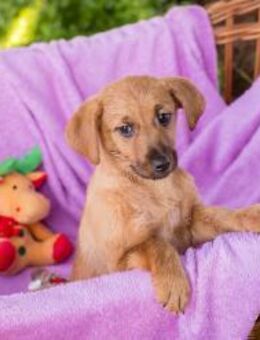 Ida: Hundekind sucht ein Zuhause - Kirchzell