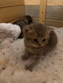 Bkh Katze kitten - Rheine Zentrum