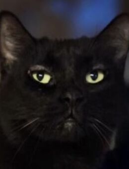 HAPPY-lieber, ruhiger Kater - Rösrath