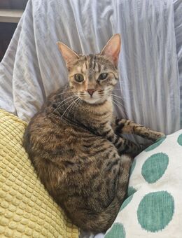 ZWEI KLEINE KATZEN ZU HAUSE - 1 EURO - Heidelberg