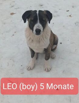 Leo mit großem Herz sucht Familie - Schwerte (Hansestadt an der Ruhr)