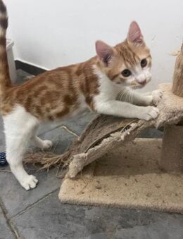 Cheeto 🐾 der kleine Gepard - Kirchheim (München)