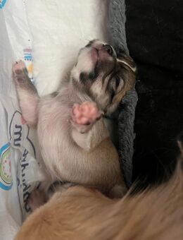 Kleine Chihuahua Rüden - Düsseldorf