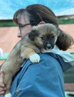 Josie, kleinbleibende Welpin - Lindenberg (Rheinland-Pfalz)