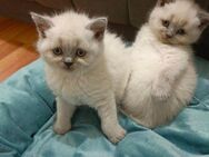 Süße Babykatze sucht liebevolles Zuhause - Köln Zentrum