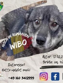 WIBO - Glück hat eine feuchte Nase - Waakirchen