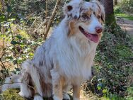 Mini Australian Shepherd (fast 5 Jahre alt) sucht neues liebevolles Zuhause. - Ingolstadt