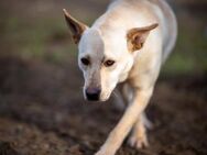 🐾❤️ LEONIE SUCHT EIN ZUHAUSE ❤️🐾 - Stuttgart