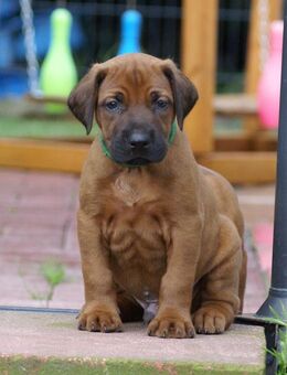 wunderschöne Rhodesian Ridgeback Welpen ! ! ! absolut vitale und einwandfreie Wonneproppen . . . - Lohheide