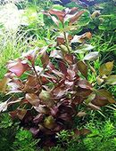 Rotgrüne Ludwigie, Aquarienpflanze, Versand/ Abholung in 53894