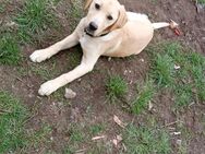Jacky sucht dringend ein neues Zuhause - Werdau