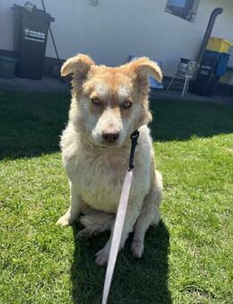 Akia -Familienhund, mag Katzen - Blankenheim (Nordrhein-Westfalen)