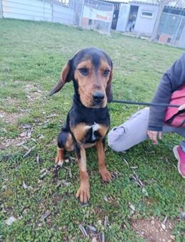 Paprika eine zauberhafte Hündin - Lübeck