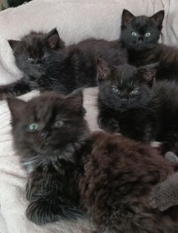 Ragdoll Mix Kätzchen weiblich und männlich - Schiffdorf