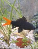 Feuerschwanz abzugeben in 41466