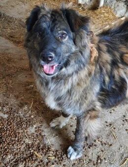 Radu 57 cm - Alpenrod