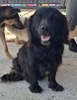 Chicco wartet auf ein schönes Zuhause - Blankenheim (Nordrhein-Westfalen)
