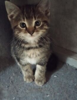 Katzenkitten Hauskatze - Windeck