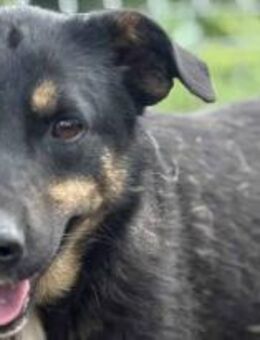 Magda mit den Schlappöhrchen 🐾 - Elsdorf (Nordrhein-Westfalen)