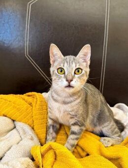 Ella 🐾 bringt dich zum Lächeln - Kirchheim (München)