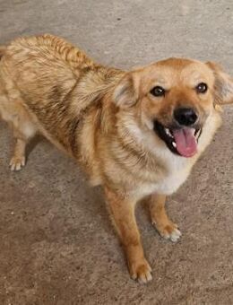 HAPPY (2 Jahre, liebevoll, sozial) - Köln