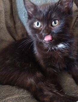 Kitten Mix, Bkh-Ekh, 12 Wochen alt, aus Köln. - Köln