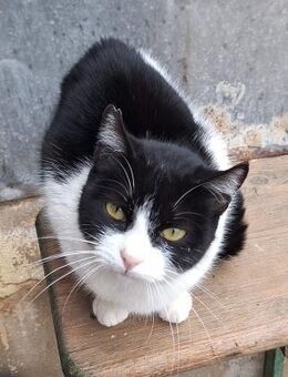 Verspielte kleine Katze Ibi - Karlsruhe