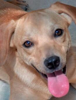 Ford 2 -auf der Straße geboren- - Oldenburg