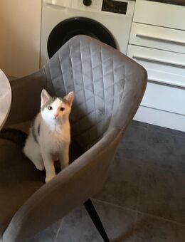 Wunderschöner Kater sucht liebevolles Zuhause - Bochum