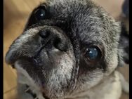 Liebevolles zuhause gesucht. - Neustadt (Rübenberge)