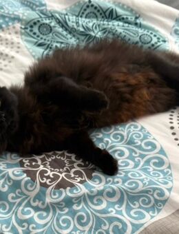 Angora Katze 1 Jahr - Mönchengladbach