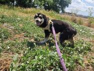 Daisy; zartes Herz sucht sicheren Hafen - Geilenkirchen