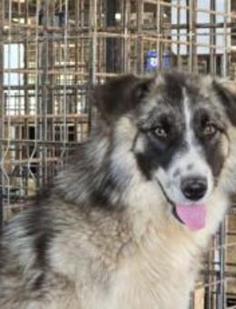 Tila sucht ein ruhiges Zuhause - München