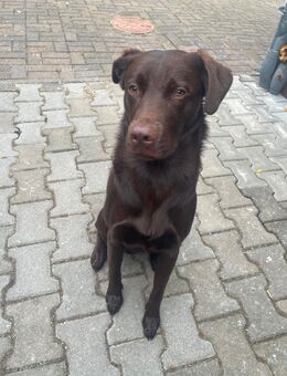 Labrador/Altdeutscher Schäferhund - Velten
