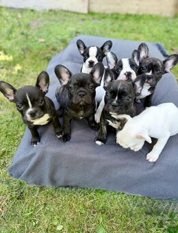 7 Zuckersüße Retro Französische Bulldoggen Welpen - Hamburg Wandsbek