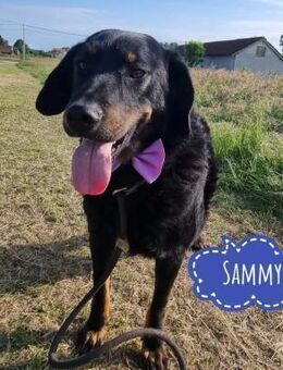 Sammy ein liebenswerter braver Rüde - Flörsheim-Dalsheim