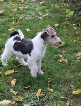 Drahthaar Foxterrier Welpen. #foxterrier. #hunde.#welpen - Steyerberg