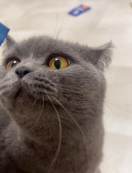 Bkh katze - Rheine