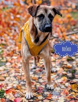 Bosko ein Traumwesen - Flörsheim-Dalsheim