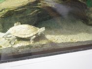 Wasserschildkröte mit Aquarium und Zubehör komplett - Remscheid