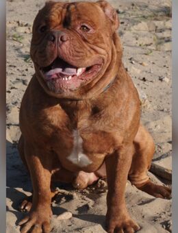 Reinrassiger Old English Bulldog Rüde Oeb - Berlin Charlottenburg-Wilmersdorf